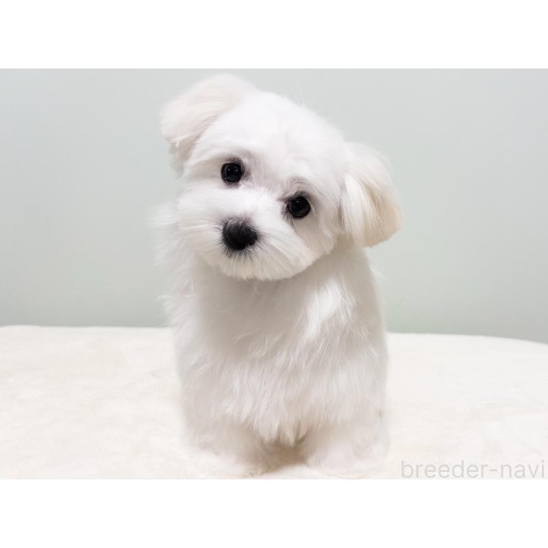 販売中の神奈川県のマルチーズ-420175の4枚目