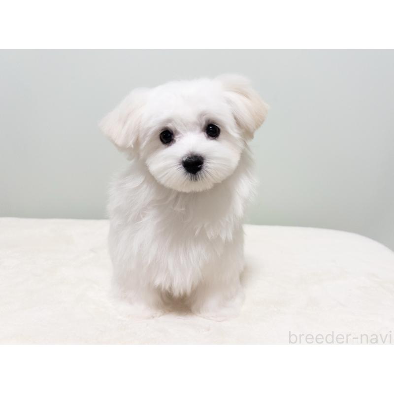 販売中の神奈川県のマルチーズ-420175の3枚目