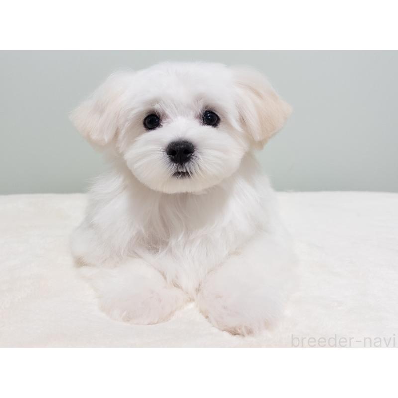 販売中の神奈川県のマルチーズ-420175の2枚目