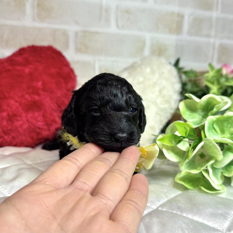 成約済の愛知県のダップー:ミニチュアダックスフンド×トイプードル-435242の18枚目