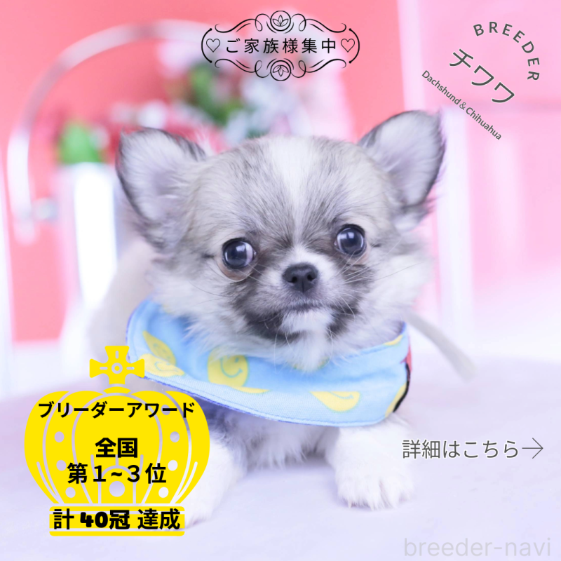 販売中の愛知県のチワワ(ロングコート)-435821