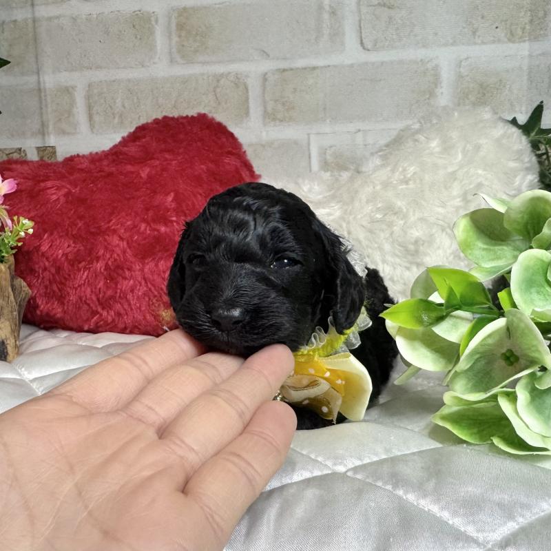 成約済の愛知県のダップー:ミニチュアダックスフンド×トイプードル-435242の17枚目