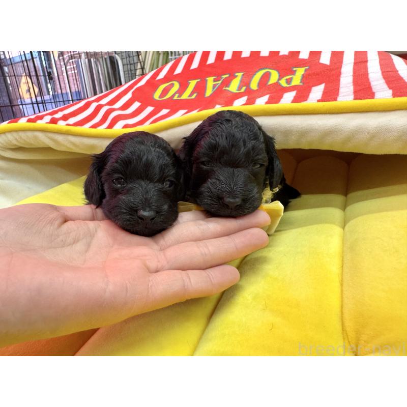 成約済の愛知県のダップー:ミニチュアダックスフンド×トイプードル-435242の15枚目