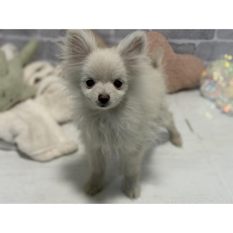 販売中の東京都のポメラニアン-424037の2枚目
