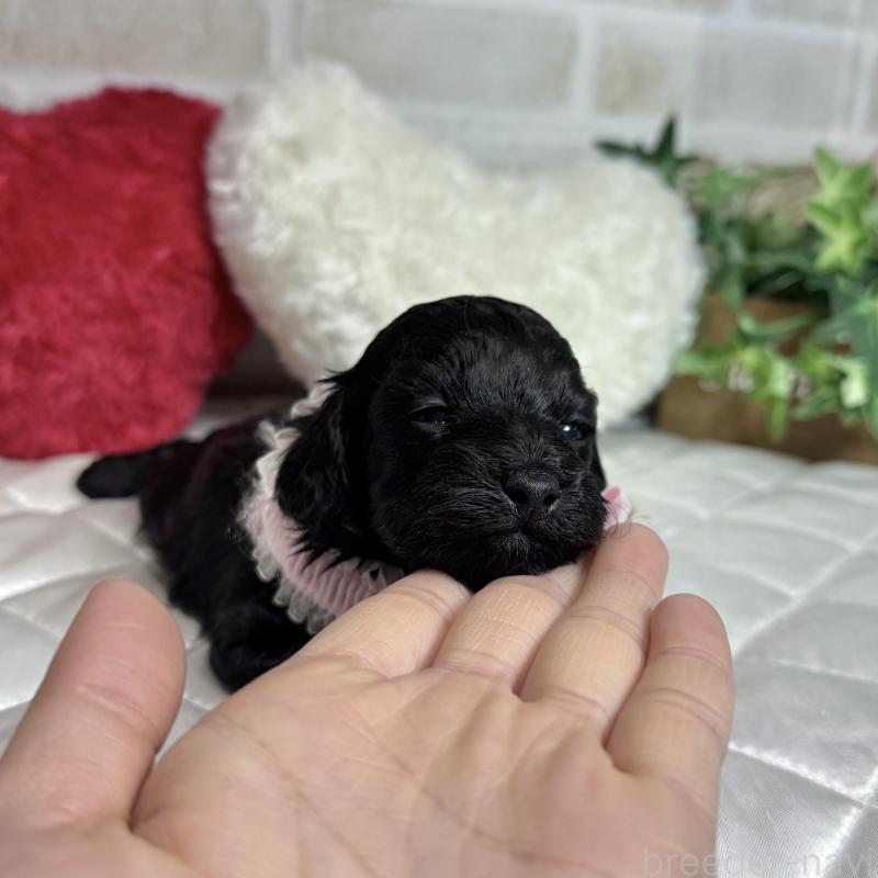 成約済の愛知県のダップー:ミニチュアダックスフンド×トイプードル-435244の18枚目