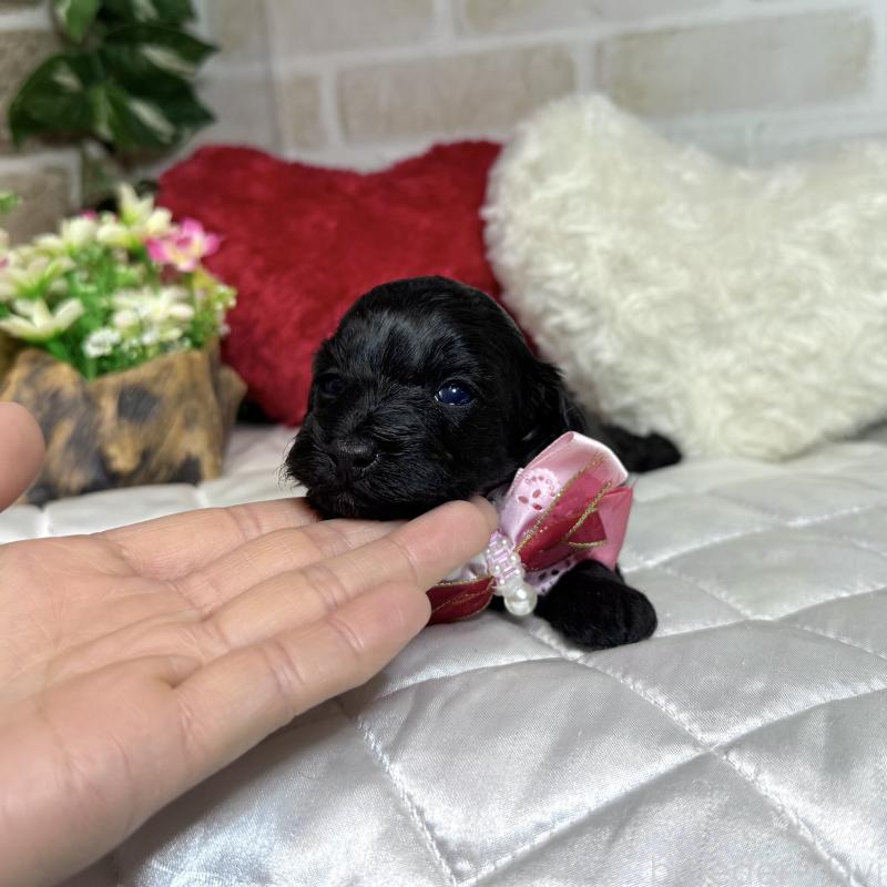 成約済の愛知県のダップー:ミニチュアダックスフンド×トイプードル-435244の17枚目