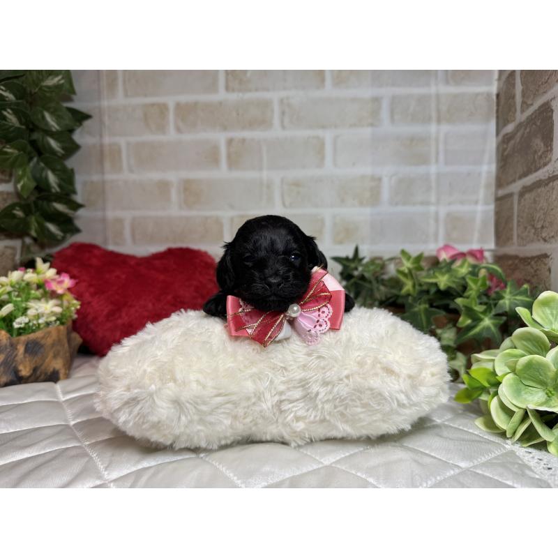 成約済の愛知県のダップー:ミニチュアダックスフンド×トイプードル-435244の16枚目