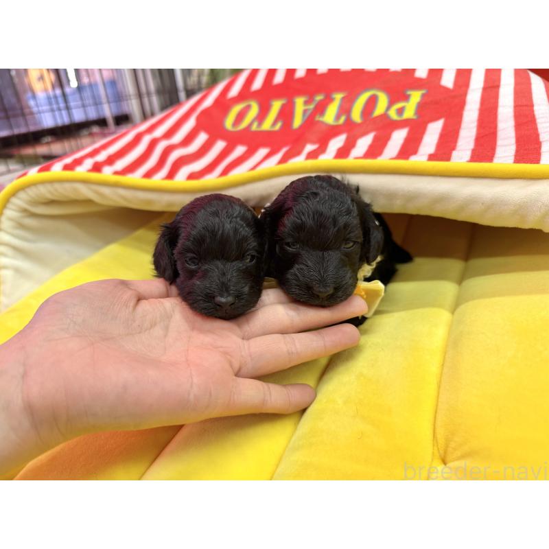 成約済の愛知県のダップー:ミニチュアダックスフンド×トイプードル-435244の15枚目