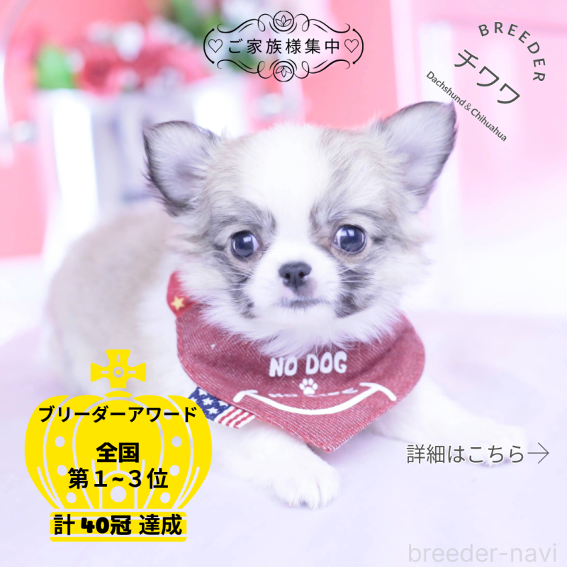 販売中の愛知県のチワワ(ロングコート)-435817