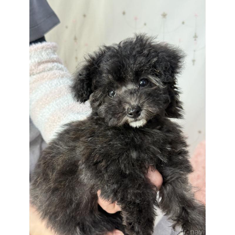 成約済の大阪府のタイニープードル-432544の3枚目