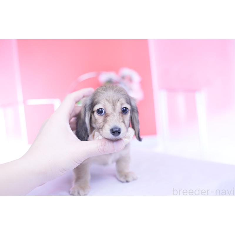 商談中の愛知県のカニンヘンダックスフンド(ロングヘアード)-435679の5枚目