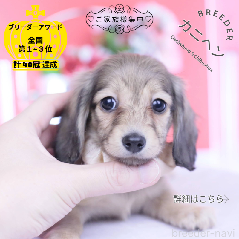 商談中の愛知県のカニンヘンダックスフンド(ロングヘアード)-435679