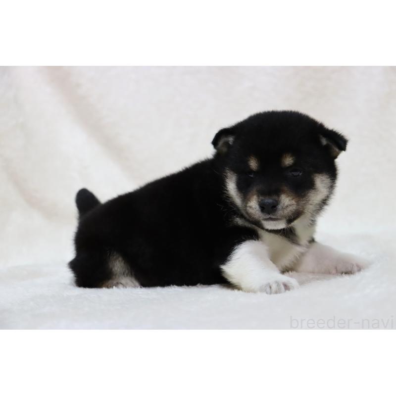 販売中の滋賀県の柴犬-438634の4枚目