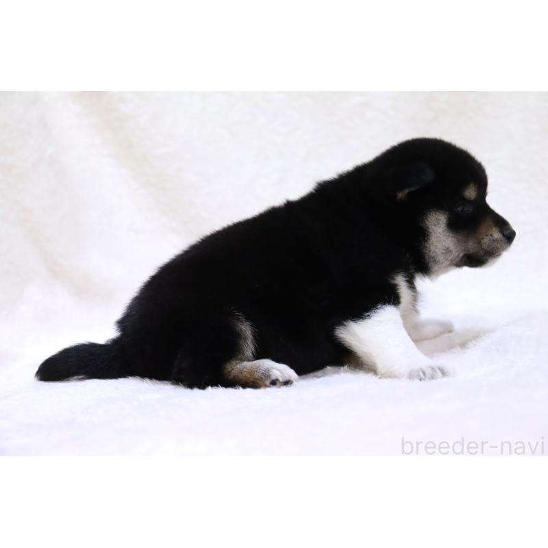 販売中の滋賀県の柴犬-438634の3枚目