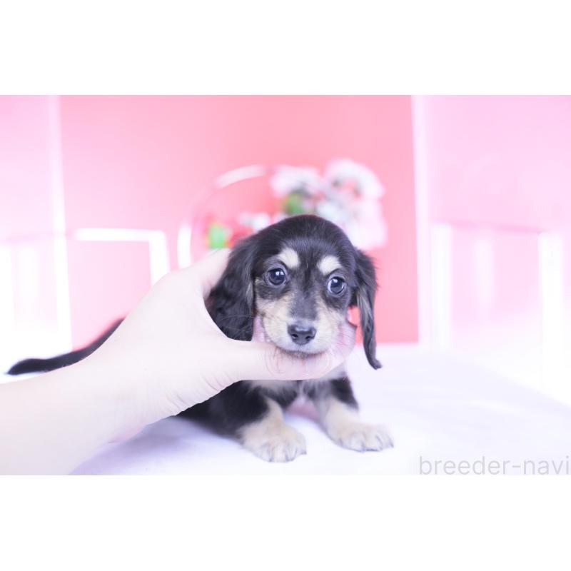 販売中の愛知県のカニンヘンダックスフンド(ロングヘアード)-435682の7枚目