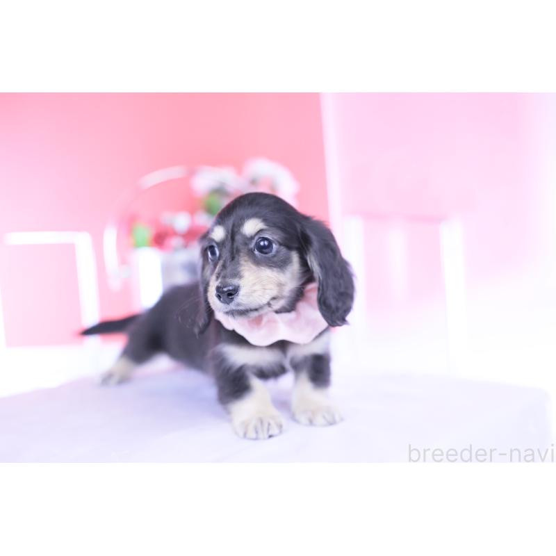 販売中の愛知県のカニンヘンダックスフンド(ロングヘアード)-435682の5枚目