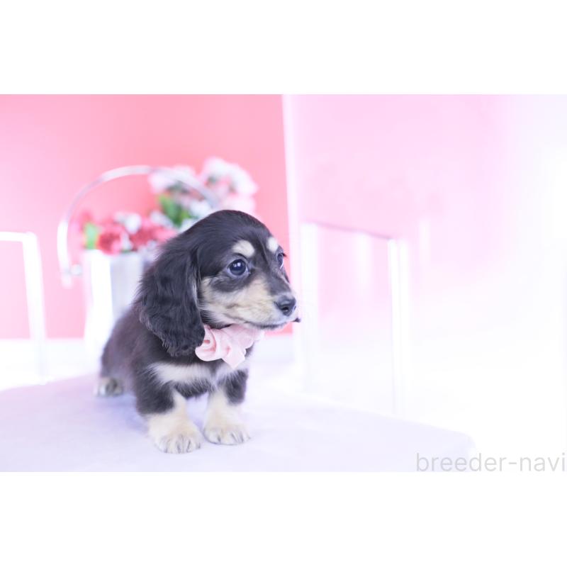 販売中の愛知県のカニンヘンダックスフンド(ロングヘアード)-435682の4枚目