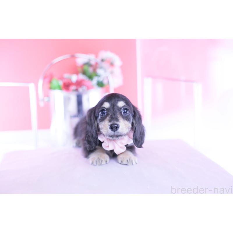 販売中の愛知県のカニンヘンダックスフンド(ロングヘアード)-435682の3枚目