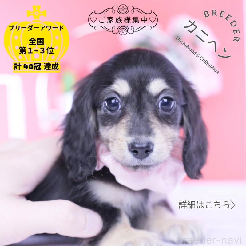 販売中の愛知県のカニンヘンダックスフンド(ロングヘアード)-435682