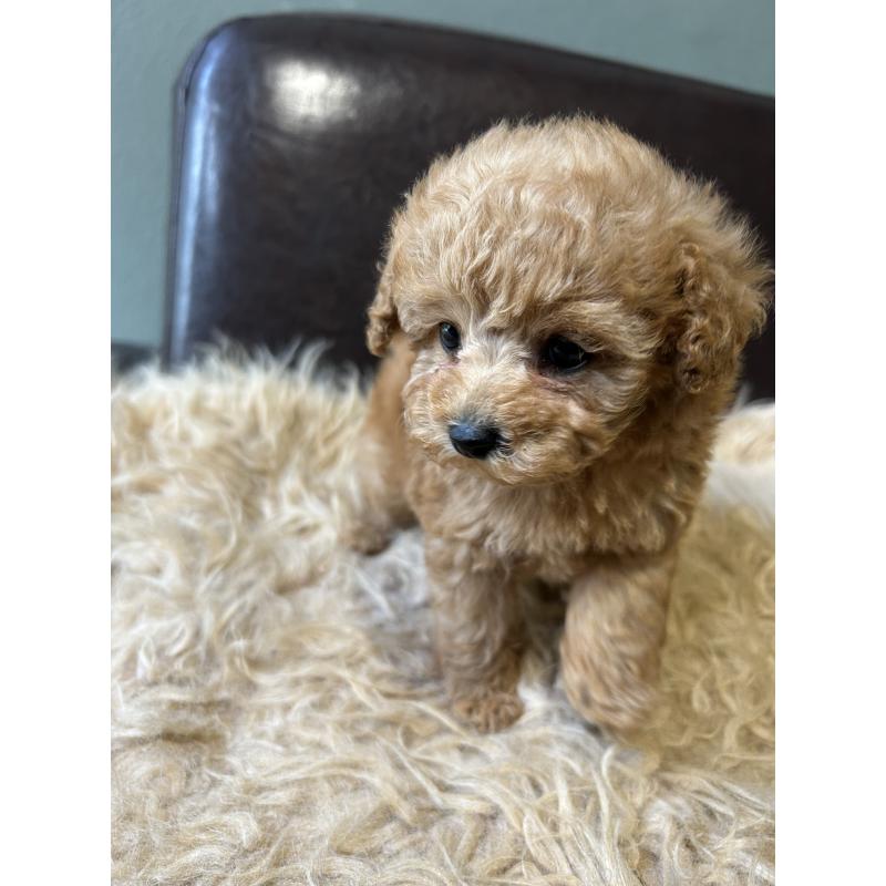 販売中の鹿児島県のタイニープードル-438635の6枚目