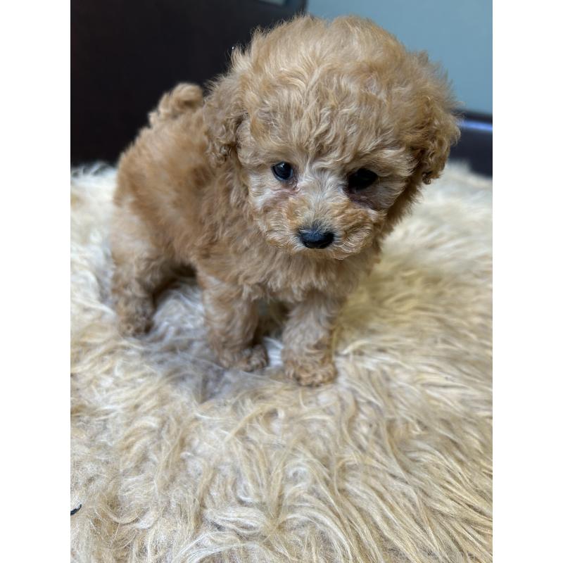 販売中の鹿児島県のタイニープードル-438635の5枚目