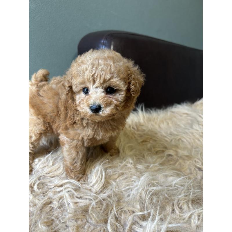 販売中の鹿児島県のタイニープードル-438635の4枚目