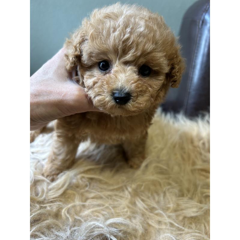 販売中の鹿児島県のタイニープードル-438635の3枚目