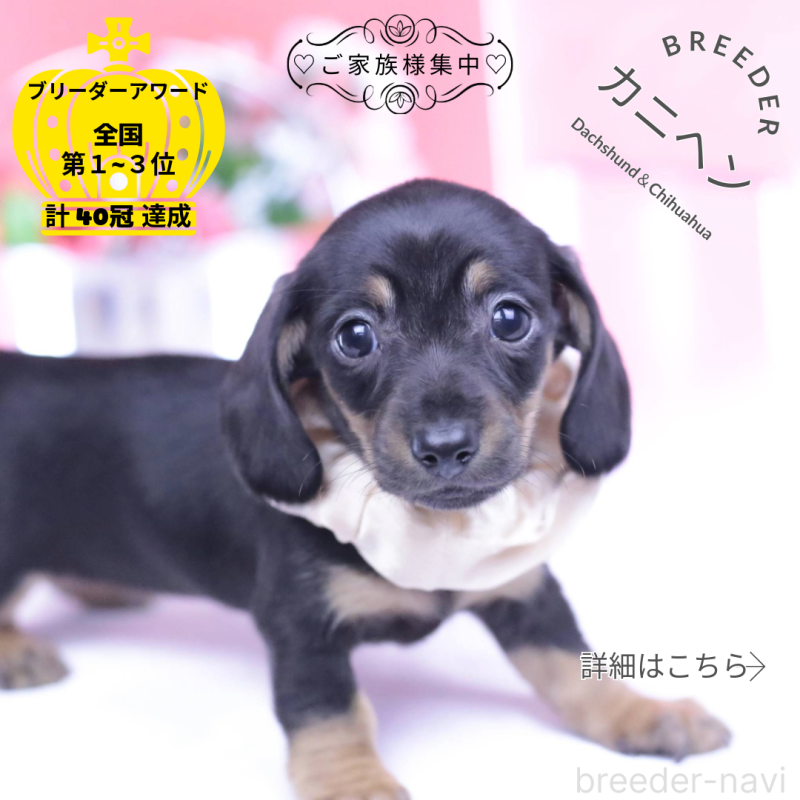 販売中の愛知県のカニンヘンダックスフンド(スムースヘアード)-435689