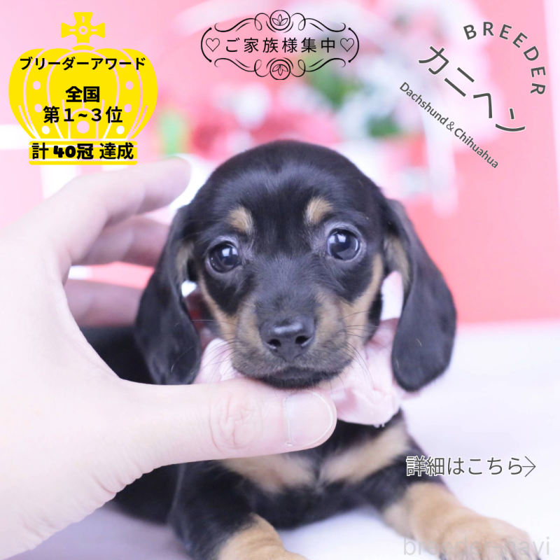 販売中の愛知県のカニンヘンダックスフンド(スムースヘアード)-435698