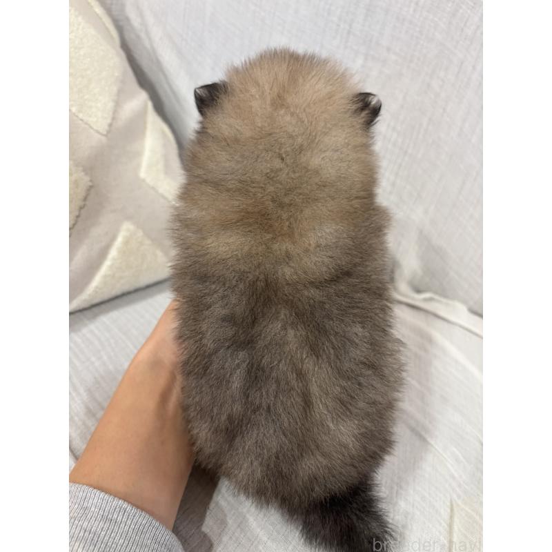 販売中の福岡県のポメラニアン-438636の2枚目