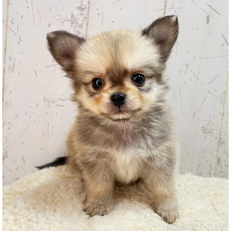 販売中の千葉県のミックス犬-436980