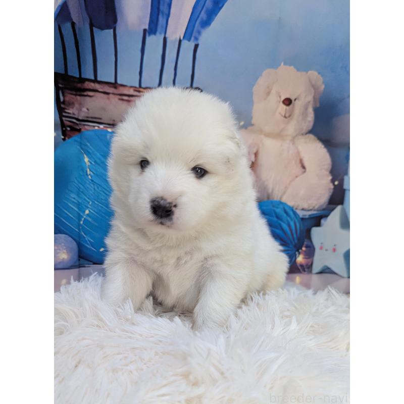 販売中の千葉県のサモエド-438694の6枚目