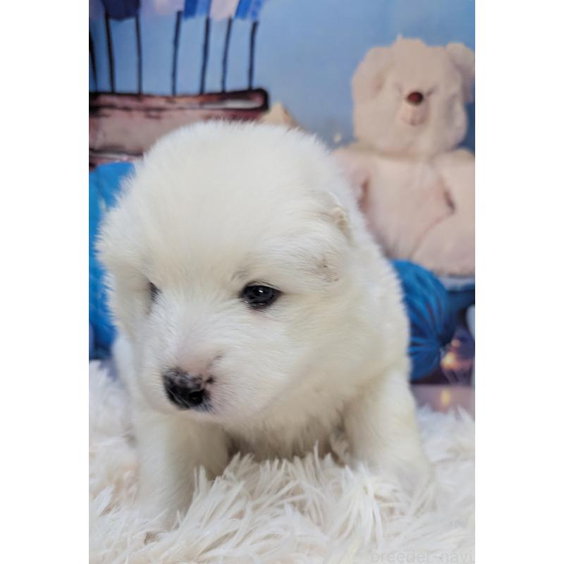 販売中の千葉県のサモエド-438694の5枚目