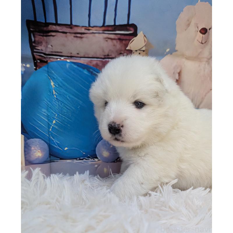 販売中の千葉県のサモエド-438694の4枚目