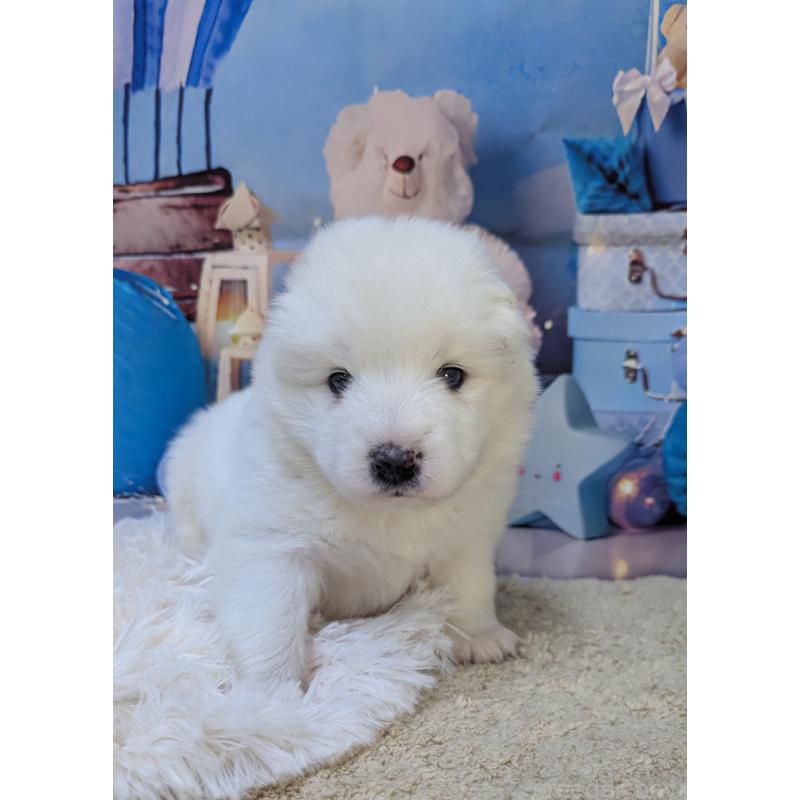 販売中の千葉県のサモエド-438694の3枚目