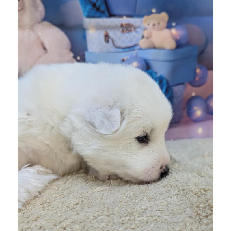 販売中の千葉県のサモエド-438694の2枚目