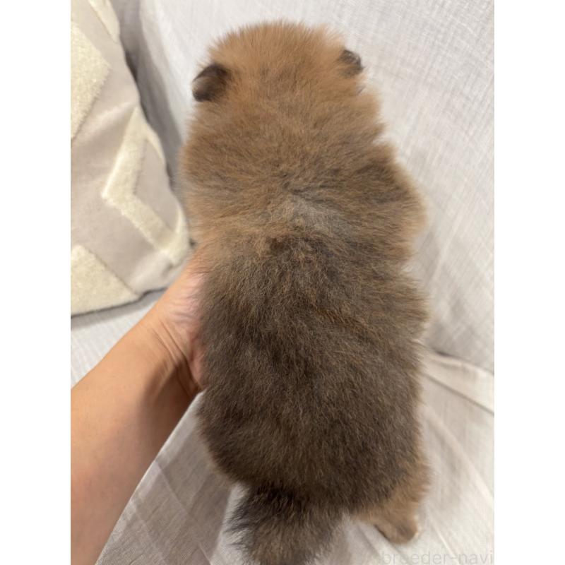 販売中の福岡県のポメラニアン-438638の2枚目