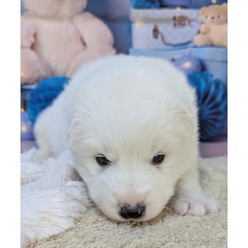 販売中の千葉県のサモエド-438695の11枚目