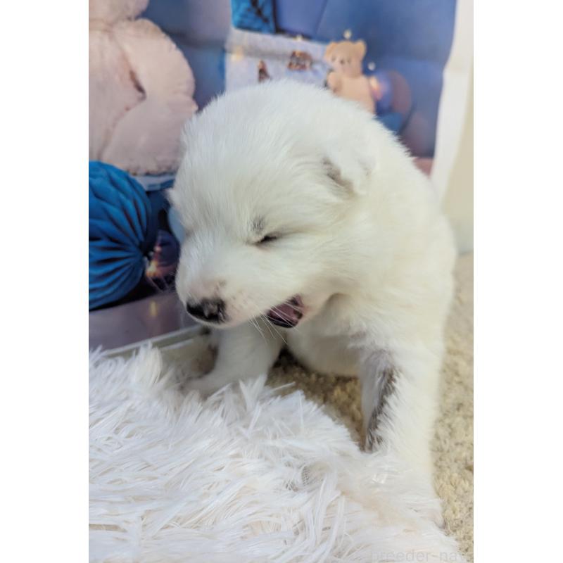 販売中の千葉県のサモエド-438695の10枚目