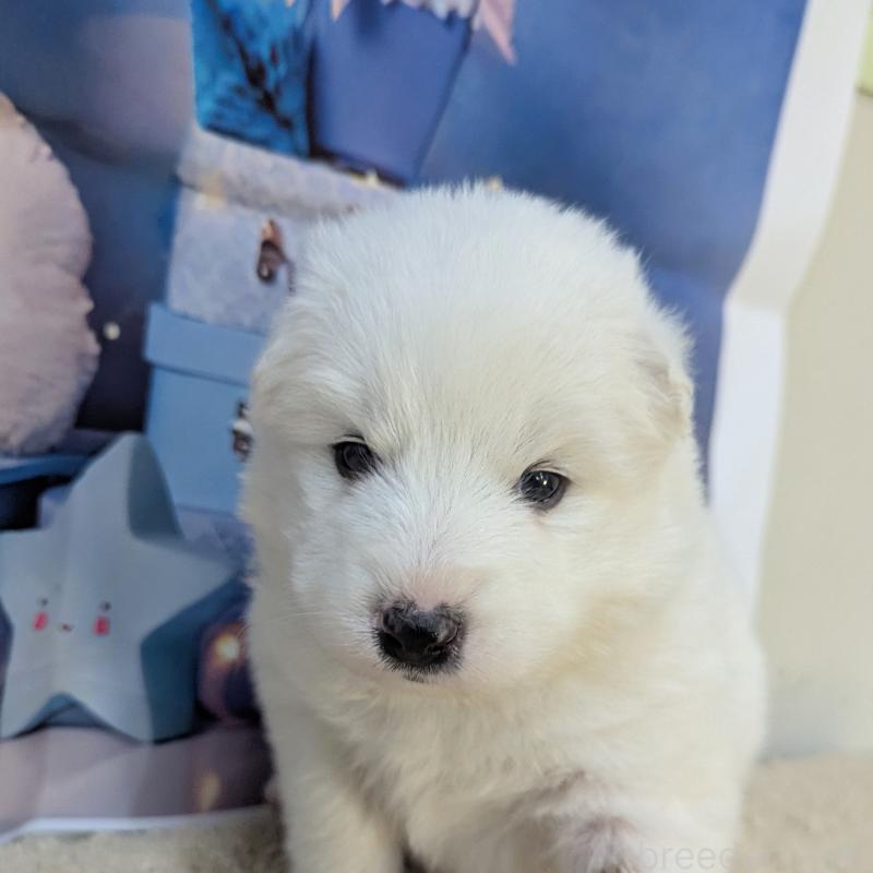 販売中の千葉県のサモエド-438695の7枚目