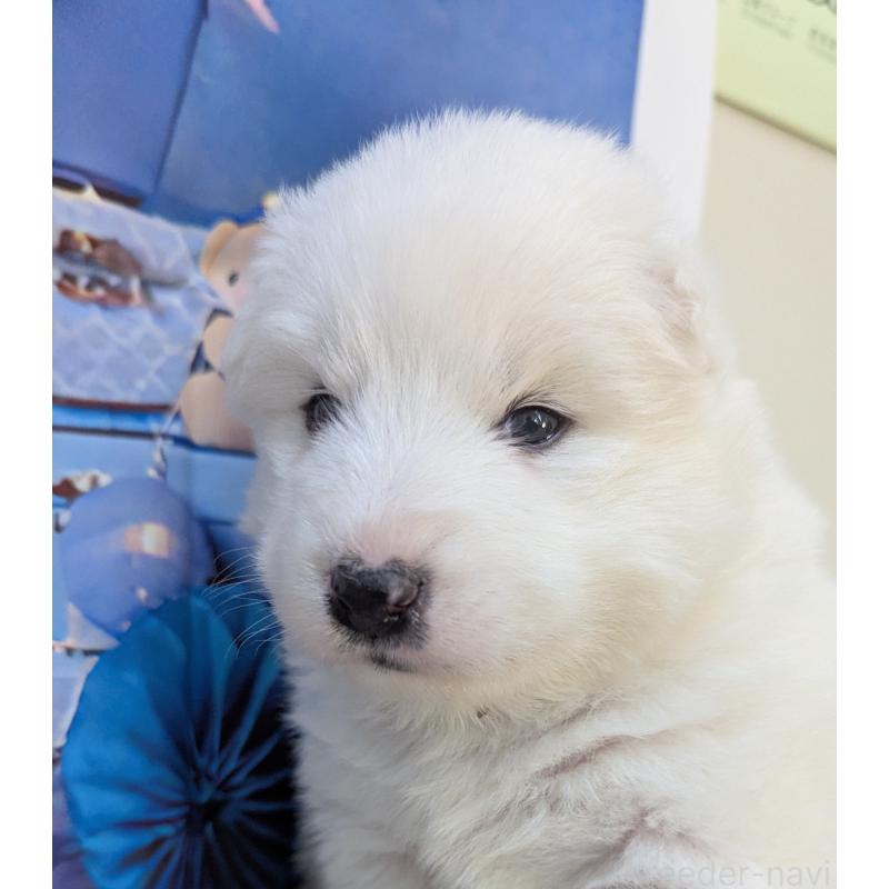 販売中の千葉県のサモエド-438695の5枚目