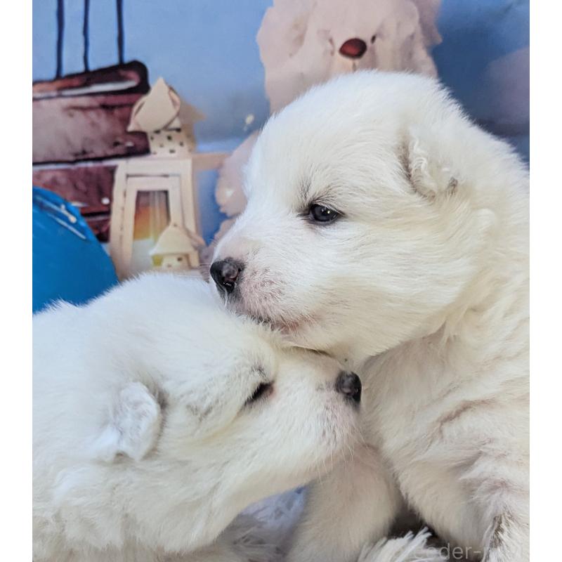 販売中の千葉県のサモエド-438695の3枚目