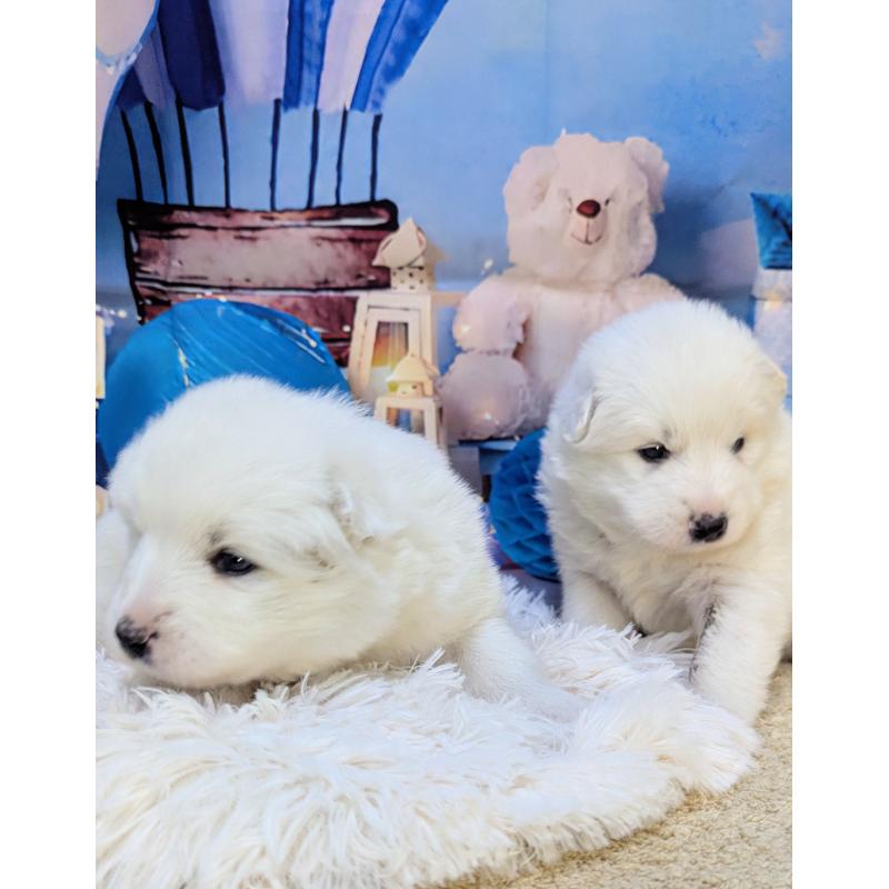 販売中の千葉県のサモエド-438695の2枚目