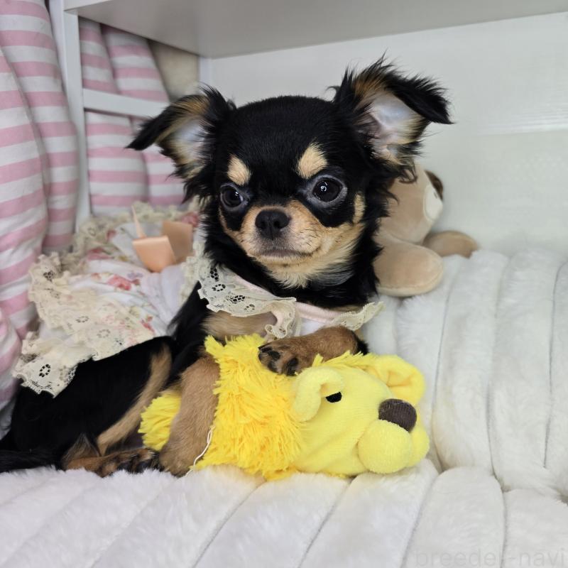 販売中の東京都のチワワ(ロングコート)-423308の4枚目