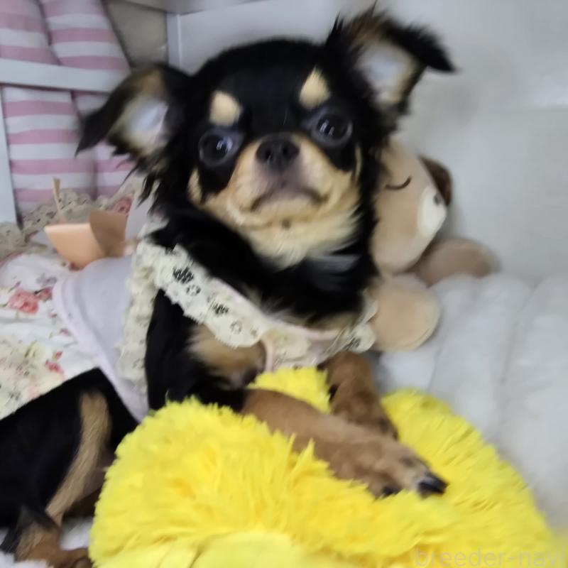 販売中の東京都のチワワ(ロングコート)-423308