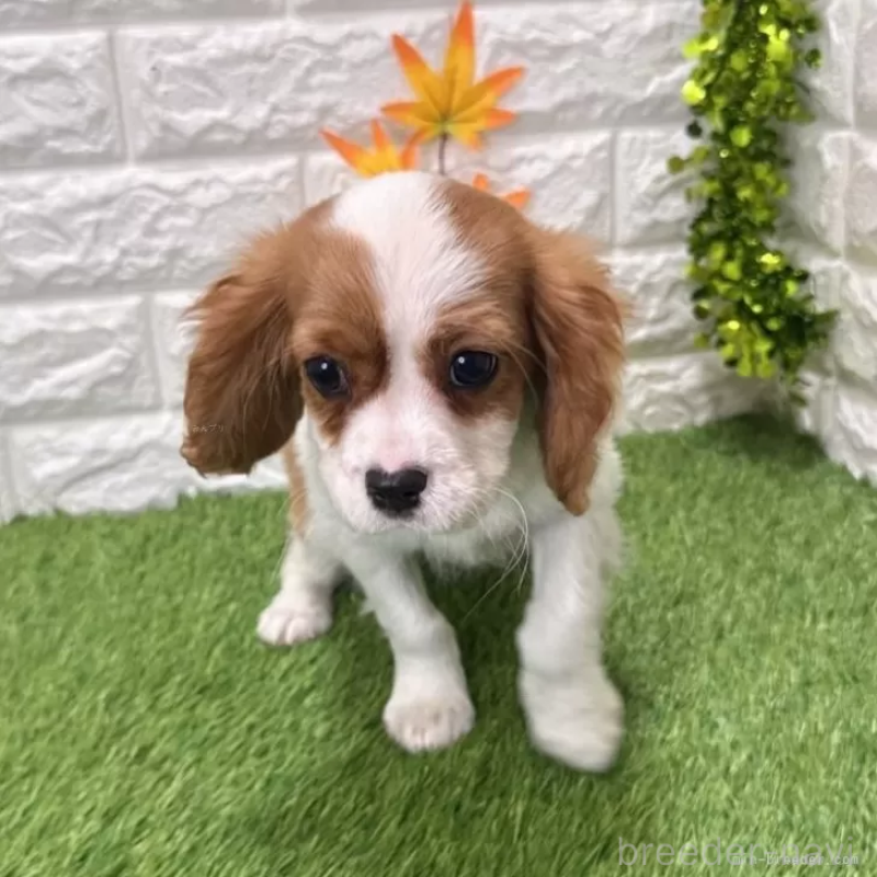 販売中の愛知県のキャバリアキングチャールズスパニエル-427125