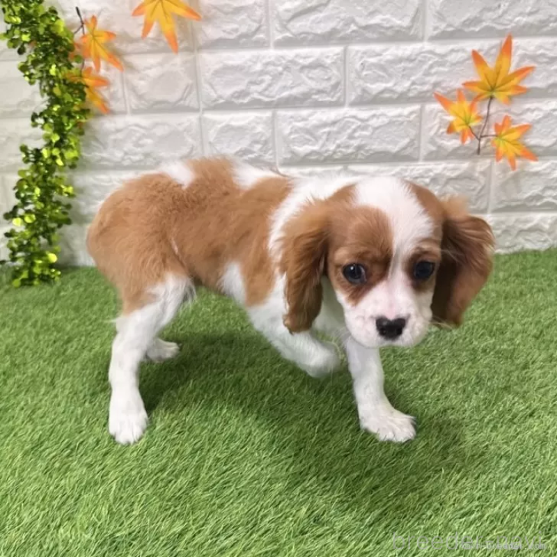 成約済の愛知県のキャバリアキングチャールズスパニエル-427125の5枚目