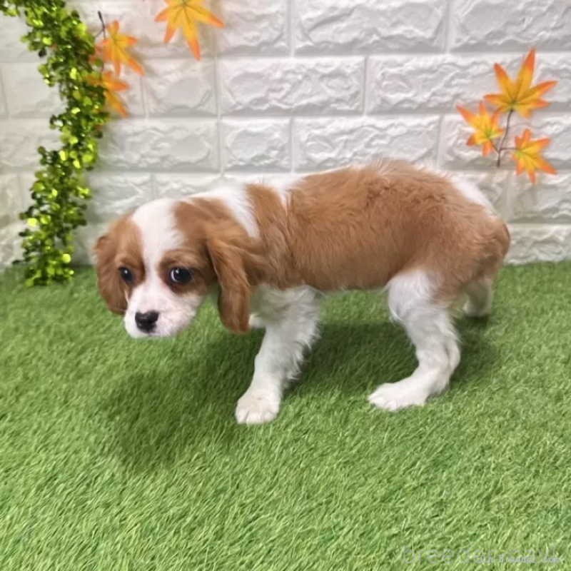 成約済の愛知県のキャバリアキングチャールズスパニエル-427125の4枚目