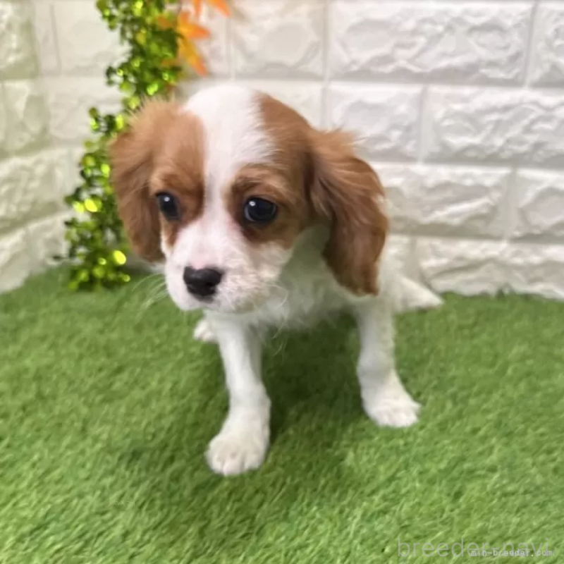 成約済の愛知県のキャバリアキングチャールズスパニエル-427125の3枚目