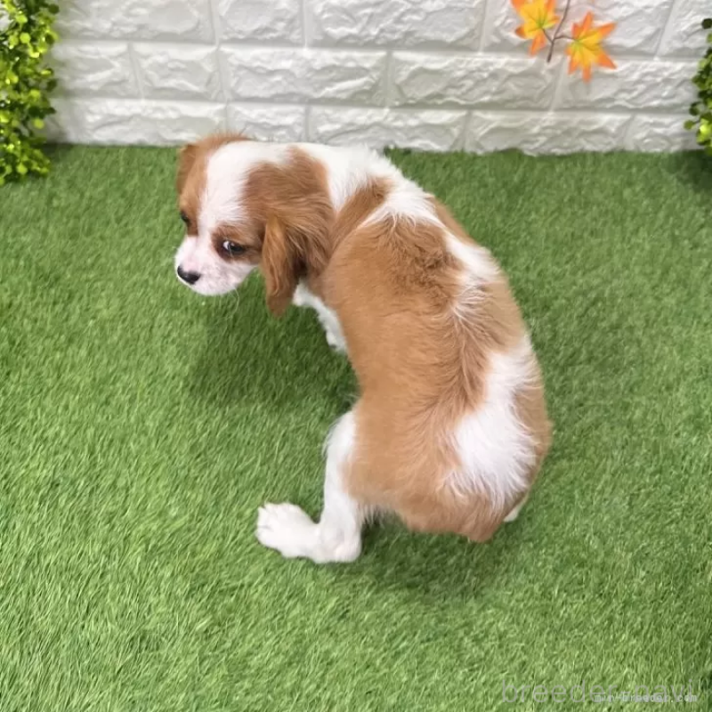 成約済の愛知県のキャバリアキングチャールズスパニエル-427125の2枚目